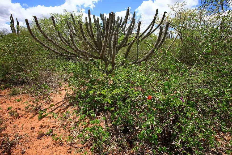 A caatinga, que no tupi-guarani significa 