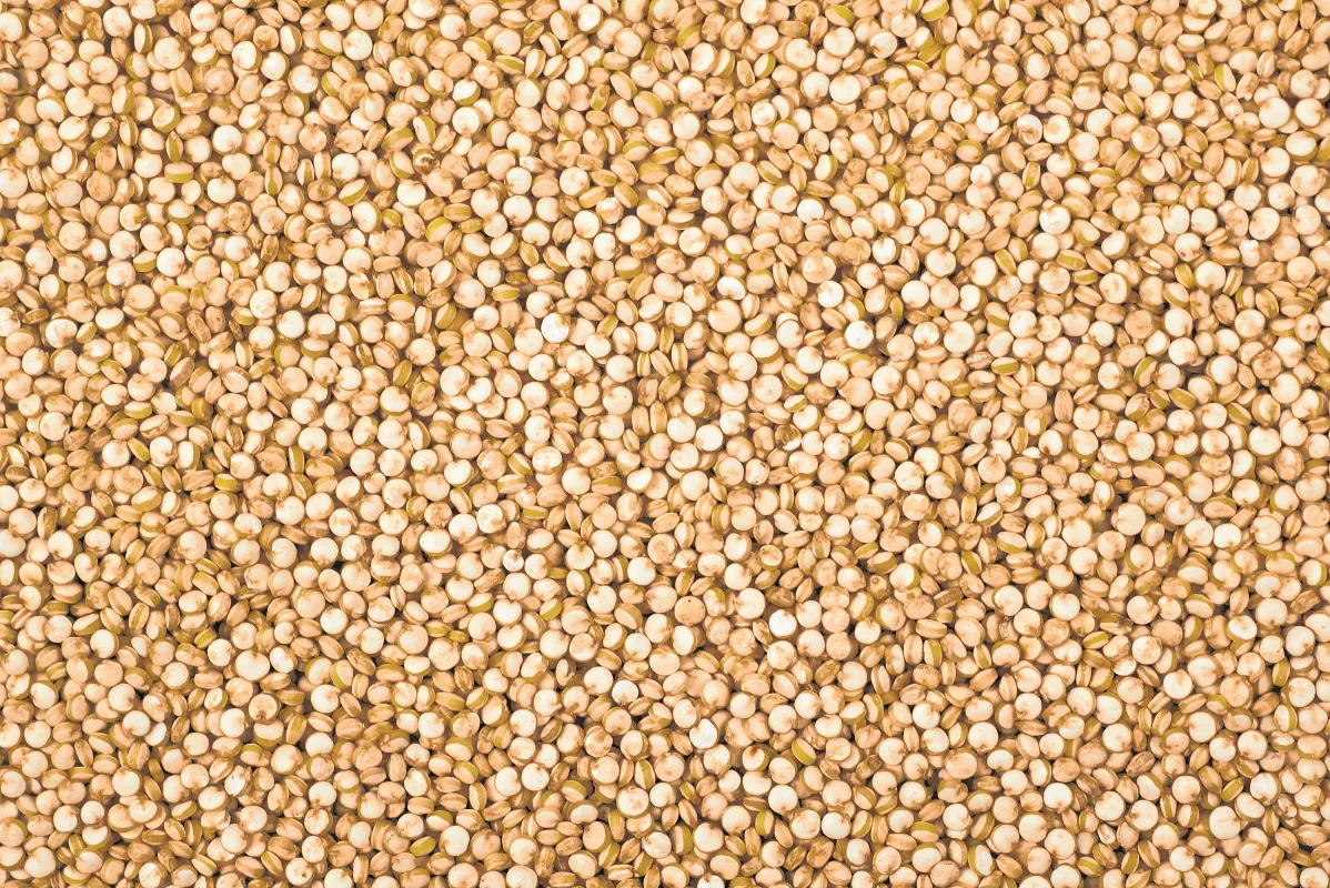 Quinoa, quando associada a frutas e fontes de carboidrato, é uma pedida indispensável para os lanches da manhã, tarde ou mesmo no pós- treino