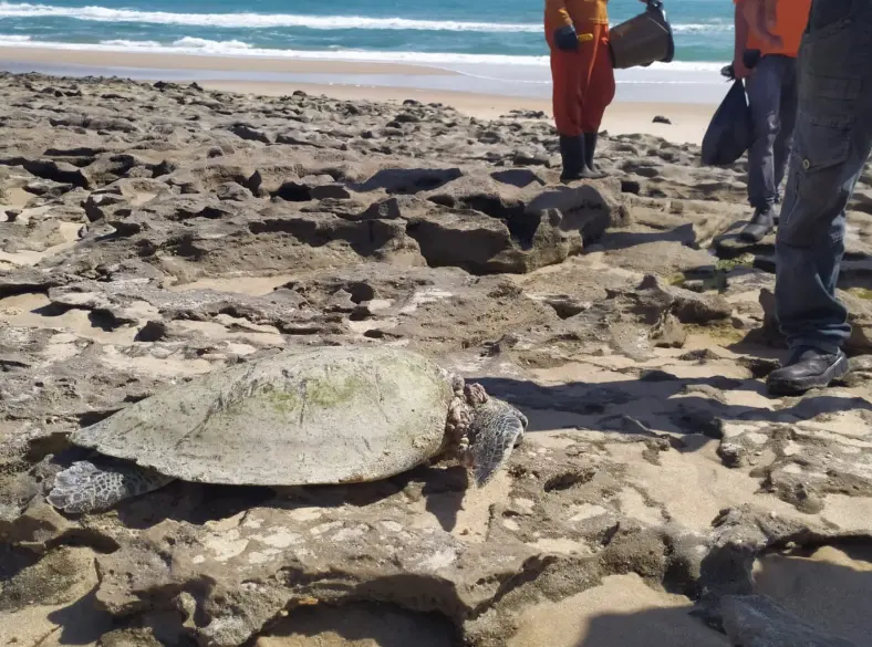 Imagem da notícia: Tartaruga é encontrada morta na Sabiaguaba durante trabalho de retirada de óleo, em Fortaleza