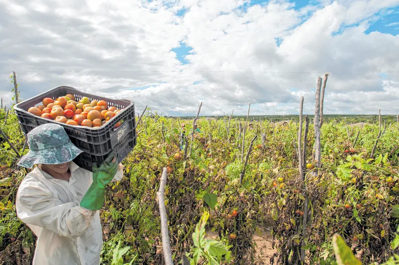 A região da Ibiapaba é a principal produtora de tomate no Ceará