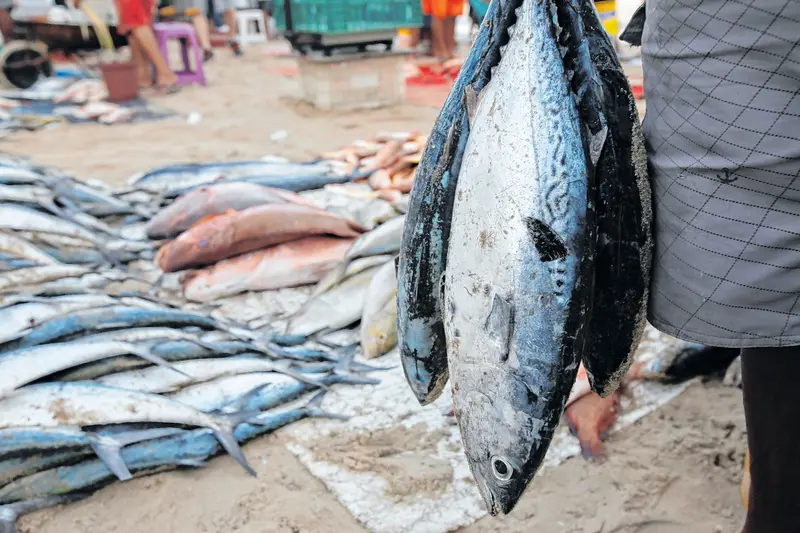 Imagem da notícia: Cais pesqueiro poderá movimentar até 800 toneladas de pescado por ano