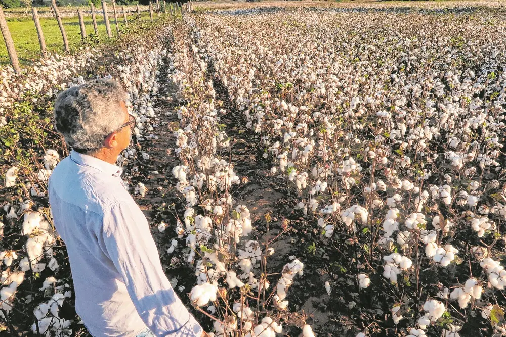 Imagem da notícia: Cultura do algodão é retomada com boa estimativa de colheita no Ceará