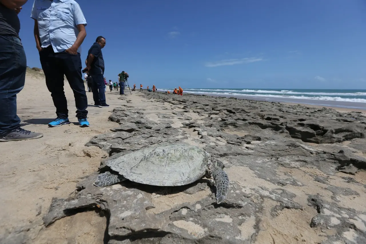 Imagem da notícia: Número de tartarugas mortas em 2020 é o maior dos últimos três anos no Ceará, afirma instituto