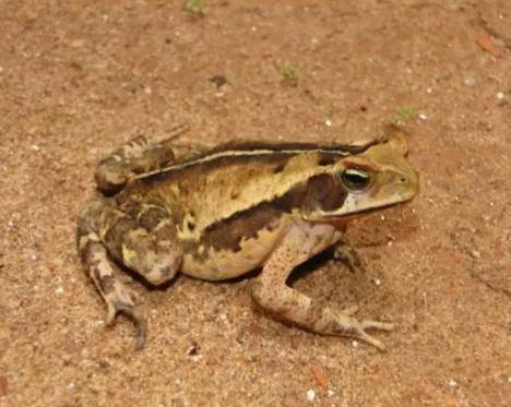 Rhinella casconi vive nas matas úmidas da Serra de Baturité e é considerado como animal 'vulnerável' na classificação de ameaça