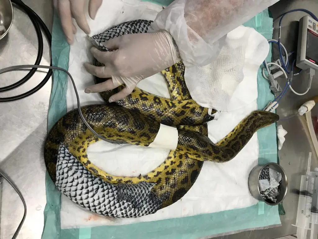 Imagem da notícia: Animais queimados no Pantanal recebem curativos de pele de tilápia do Ceará; veja fotos