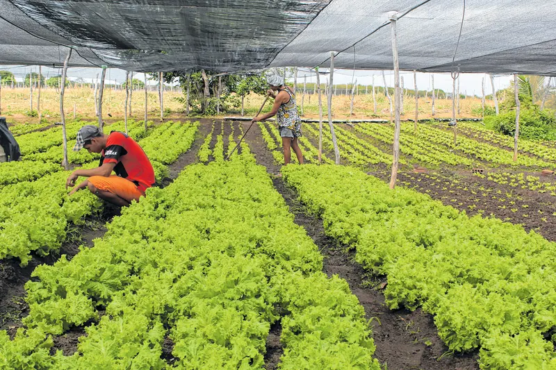 Imagem da notícia: Ceará é o Estado do Nordeste a receber mais recursos do PAA
