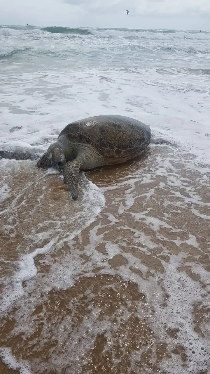 Imagem da notícia: Tartaruga é encontrada morta na Praia do Futuro e enterrada nas areias do local