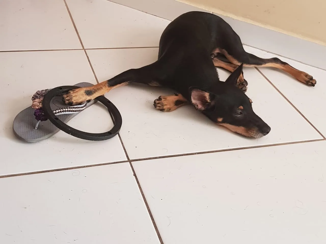 A decisão evitou que o animal passasse por diversas casa até achar um lar definitivo