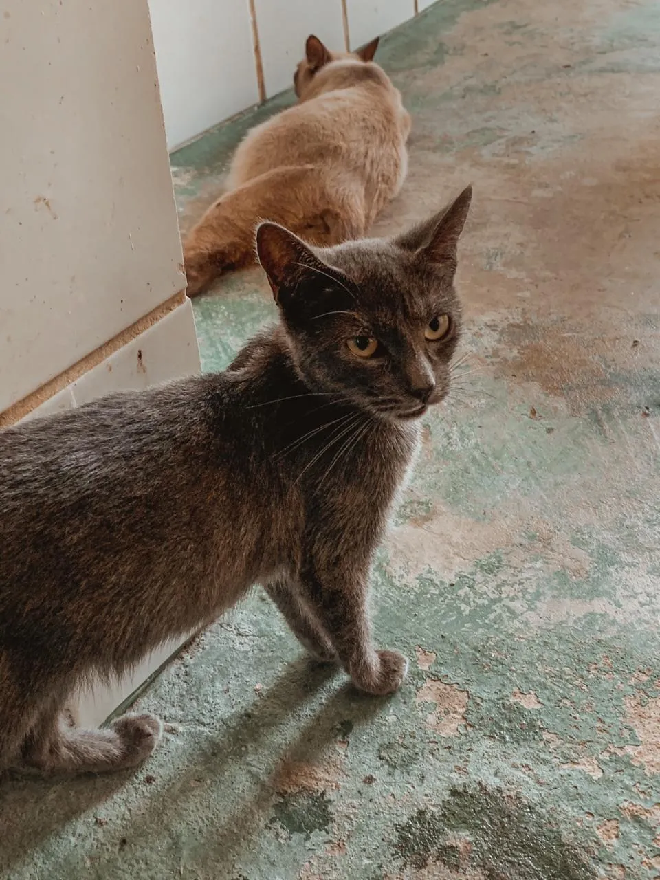 Estratégias foram desenvolvidas para movimentar as adoções de cães e gatos