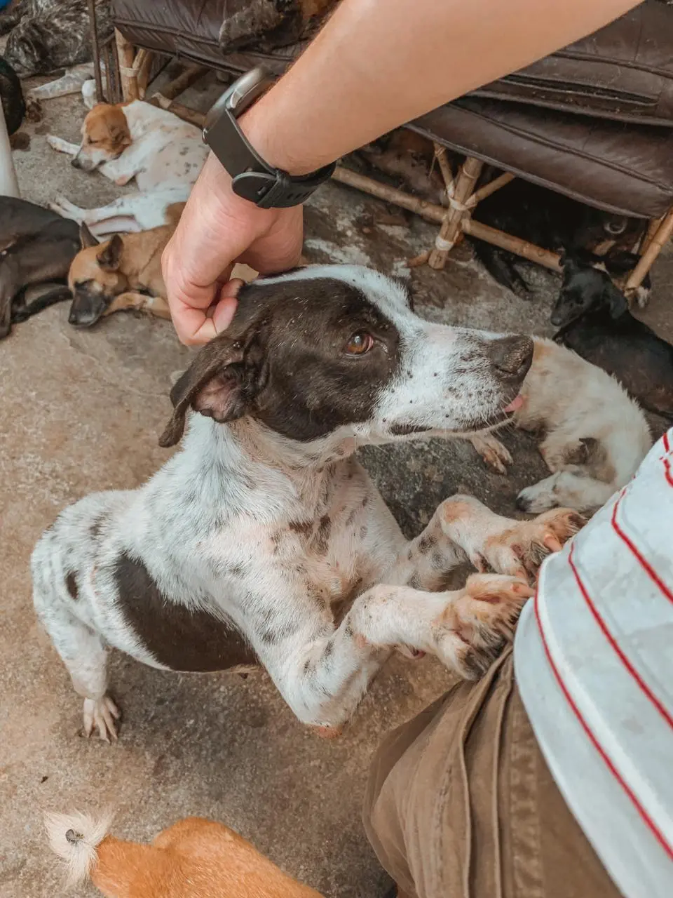 Imagem da notícia: Adoções de animais domésticos diminuem e abandono aumenta, apontam ONGs de Fortaleza