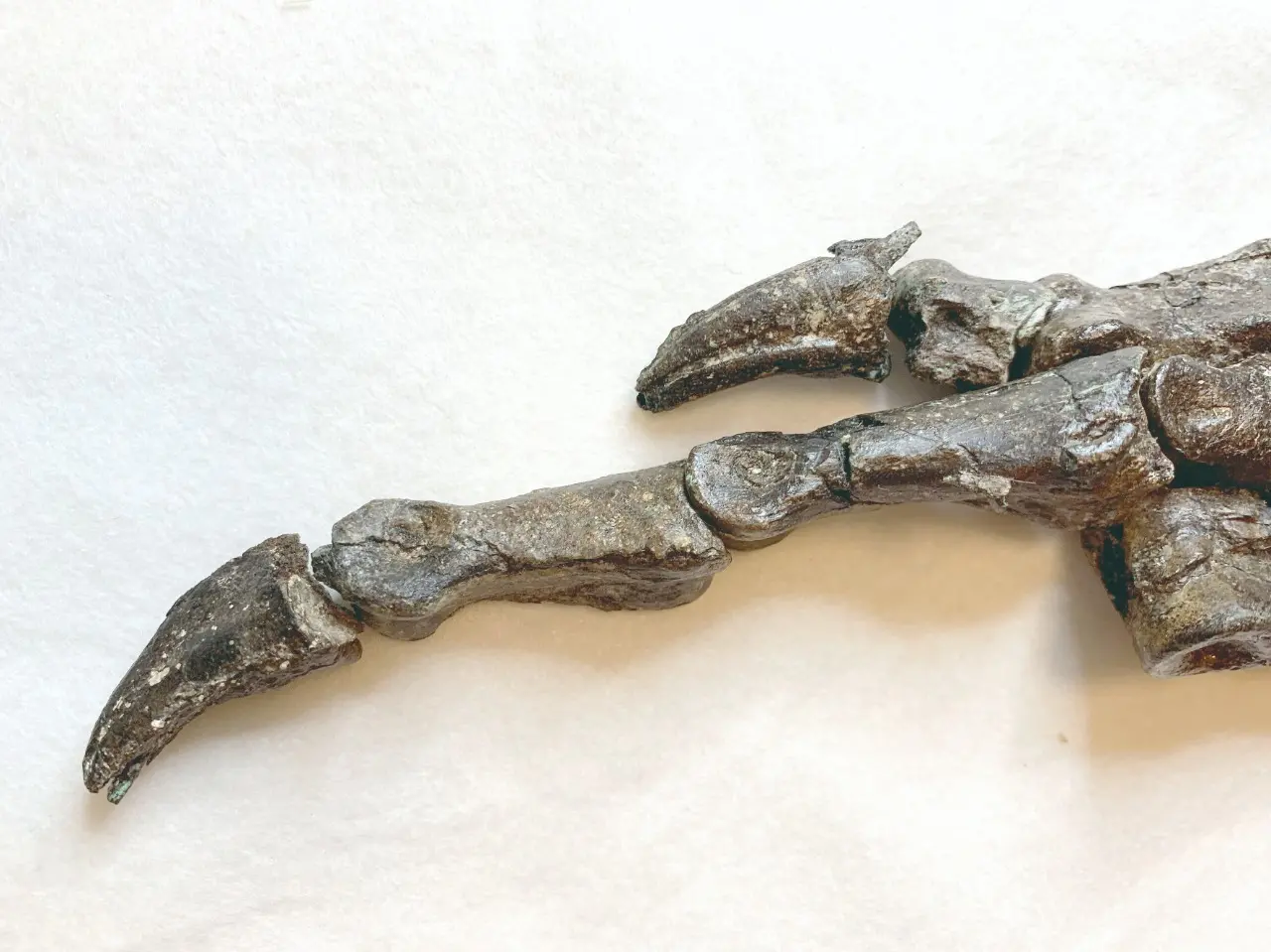 Imagem da notícia: Chegada de fóssil de dinossauro traduz evolução do Museu no Cariri