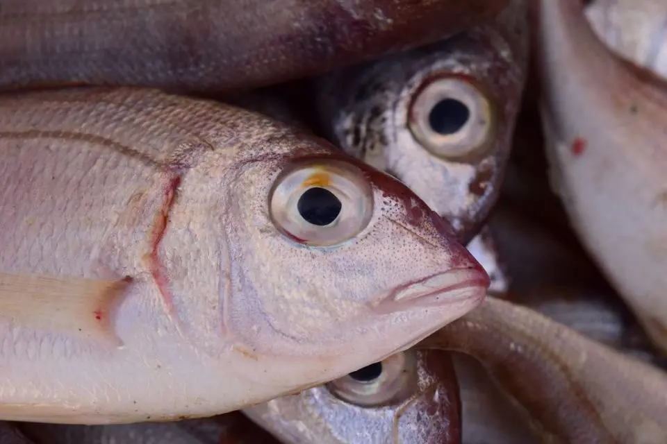 Imagem da notícia: Em seis meses, Bahia registra 40 casos de doença causada por consumo de peixe contaminado
