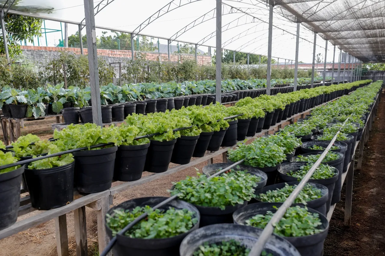A iniciativa de agricultura urbana é mantida pelo projeto Fortaleza Cidade Amiga do Idoso, vinculado à prefeitura