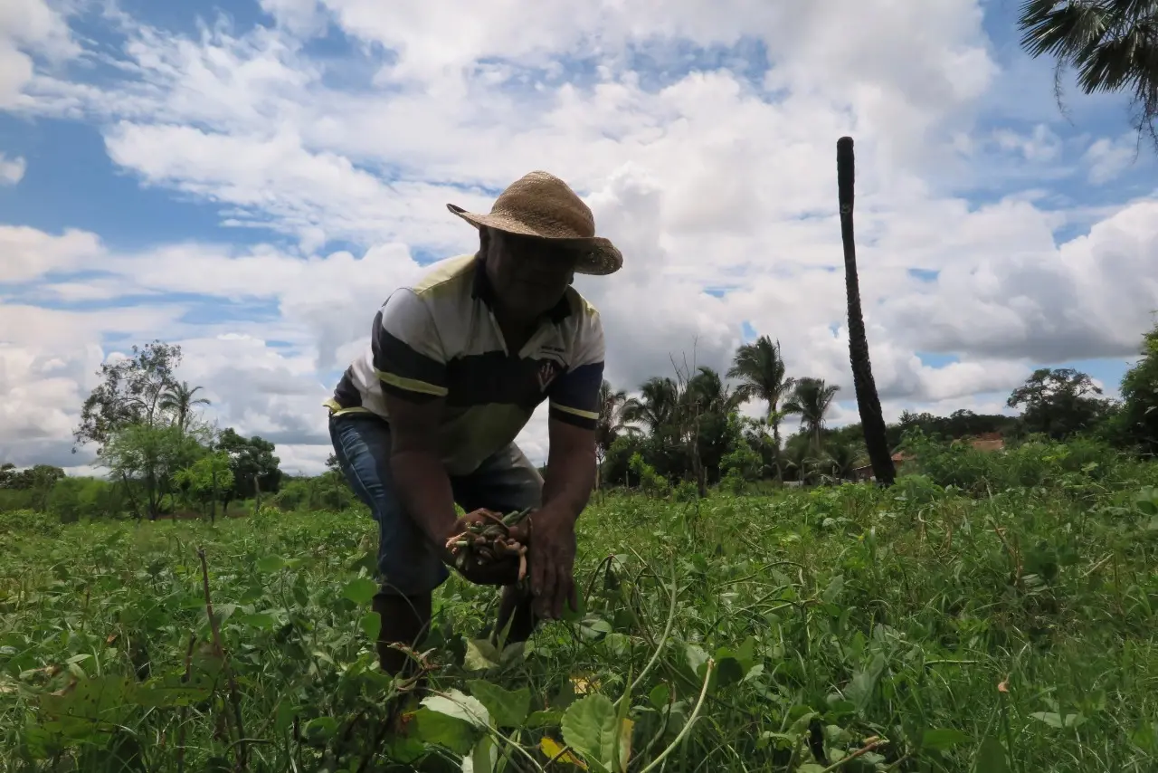 Imagem da notícia: IBGE amplia projeção de safra no Ceará em março, mas produção ainda deve ser menor que em 2020 