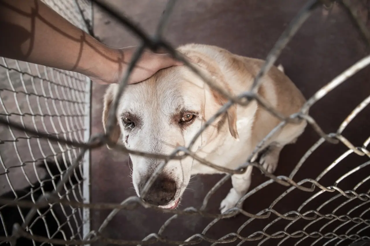 Imagem da notícia: Maus-tratos a animais aumentam 110% no Ceará em 2020 e já são 194 neste ano