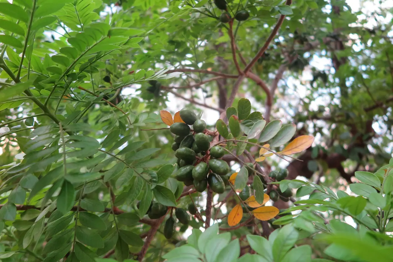 Folhas de um pé de seriguela com um cacho de seriguelas verdes