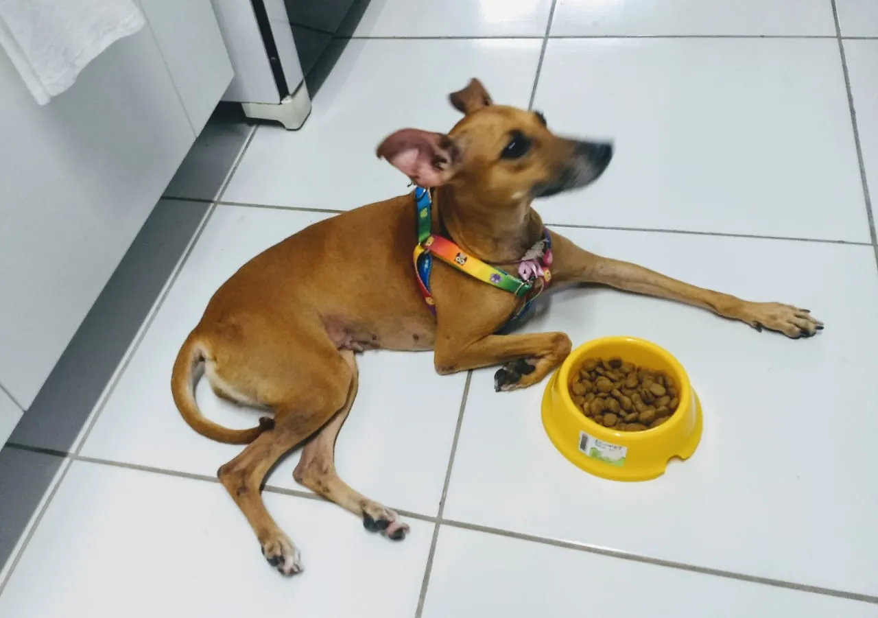 Susy, cachorra de Rafael Agostinho que foi adotada.