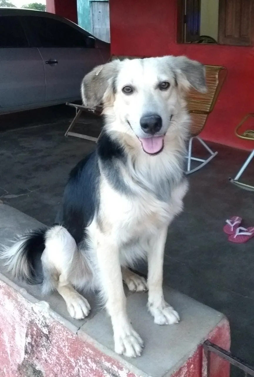 Fred, cachorro de José Maria, falecido por Covid-19