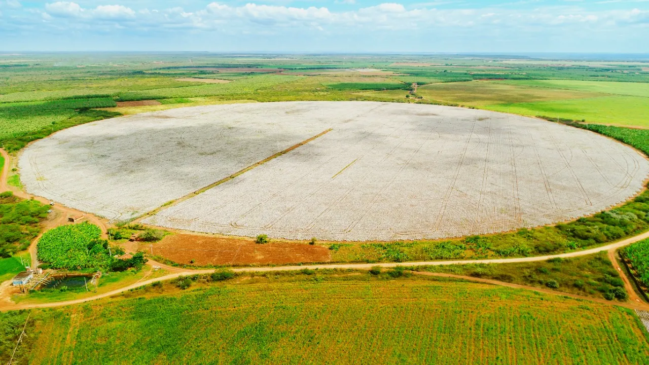 Plantação de algodão em Limoeiro do Norte, em 2020