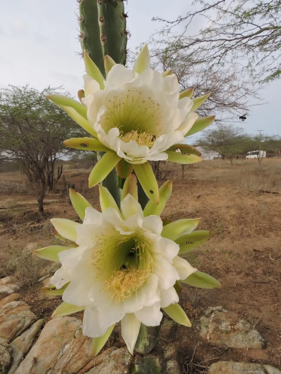 Segundo o Inventário da Flora Cearense, o Estado tem mais de 2,4 mil espécies diferentes de plantas nativas com flor. Na foto, um mandacaru, da família Cactaceae.
