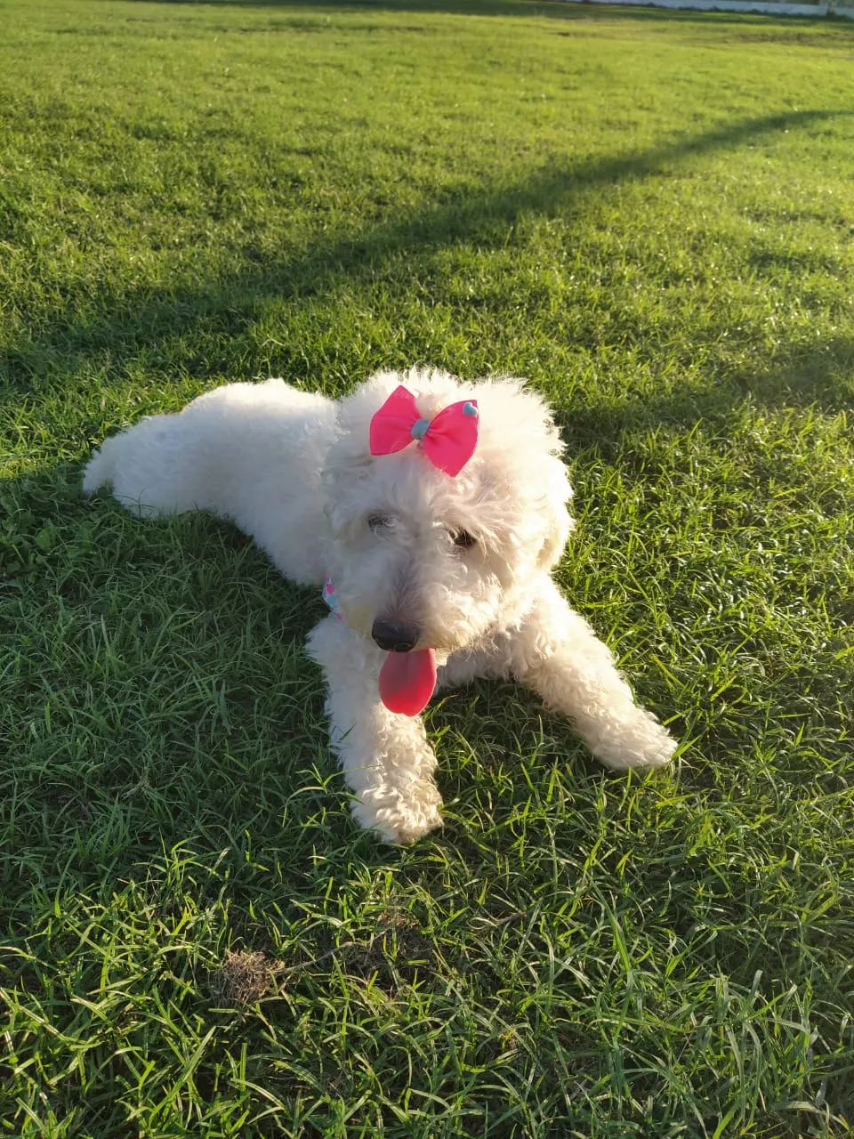 Amora, 1 ano e 5 meses, vive sob guarda compartilhada dos 