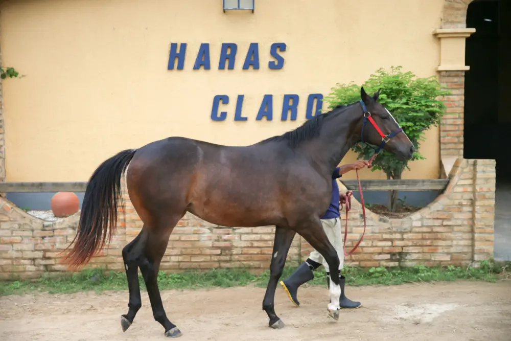 Imagem da notícia: GP/Leilão Fortaleza Quarter Horse Show acontece em setembro no Jockey Club Cearense