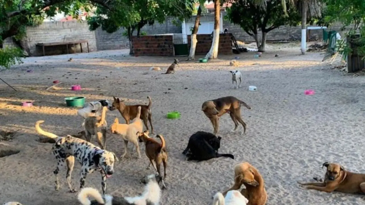 Imagem da notícia:  Clínicas veterinárias são obrigadas a denunciar maus-tratos em animais, de acordo com nova lei