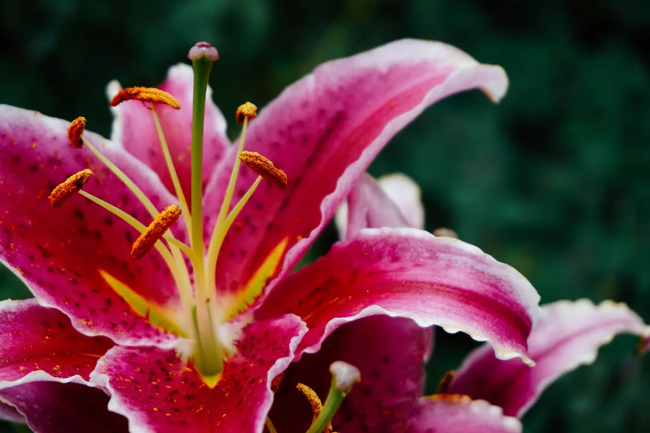 Lírio magenta