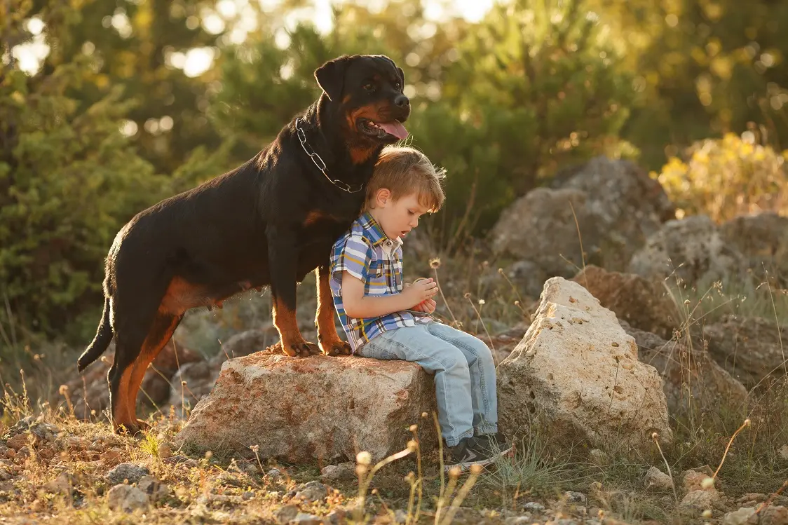 Rottweiler com criança