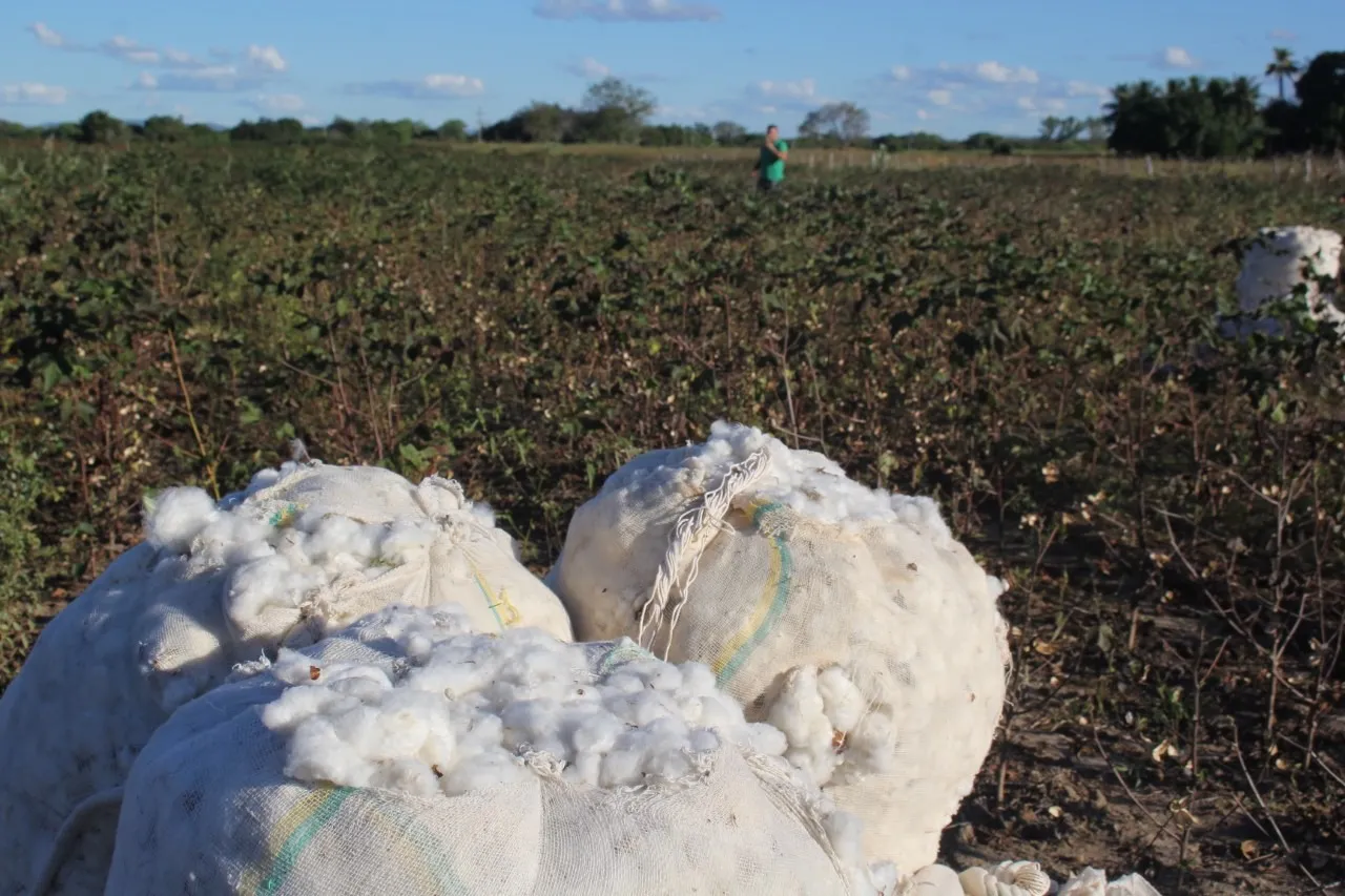 Até o início da década de 80, o Ceará chegou a ser o maior produtor de algodão do Nordeste e o terceiro maior do Brasil.
