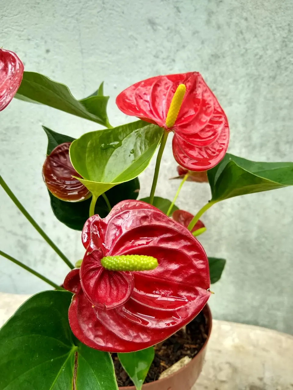 Antúrios vão bem em arranjos ornamentais