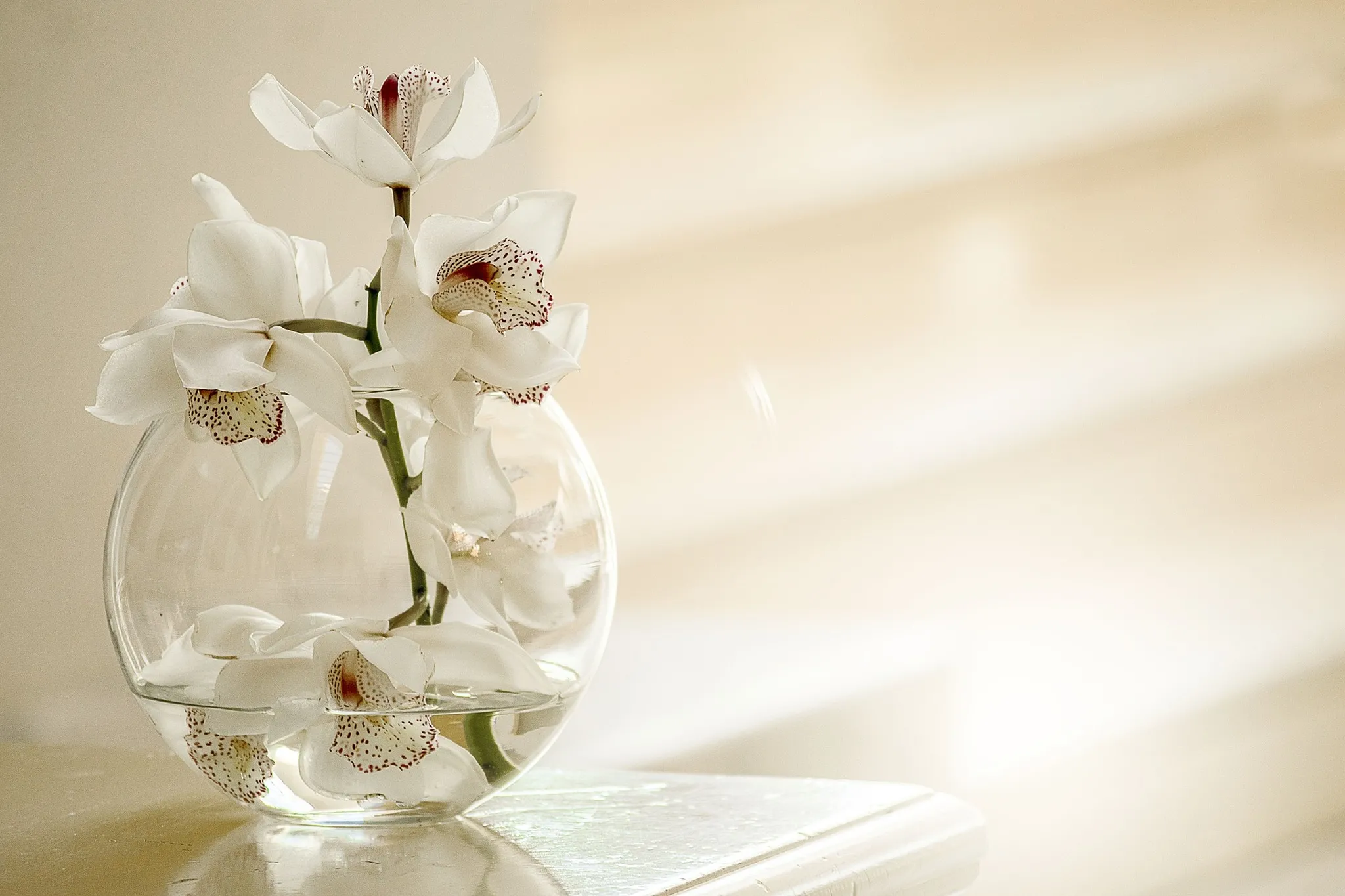 A orquídea exige um pouco mais de 
