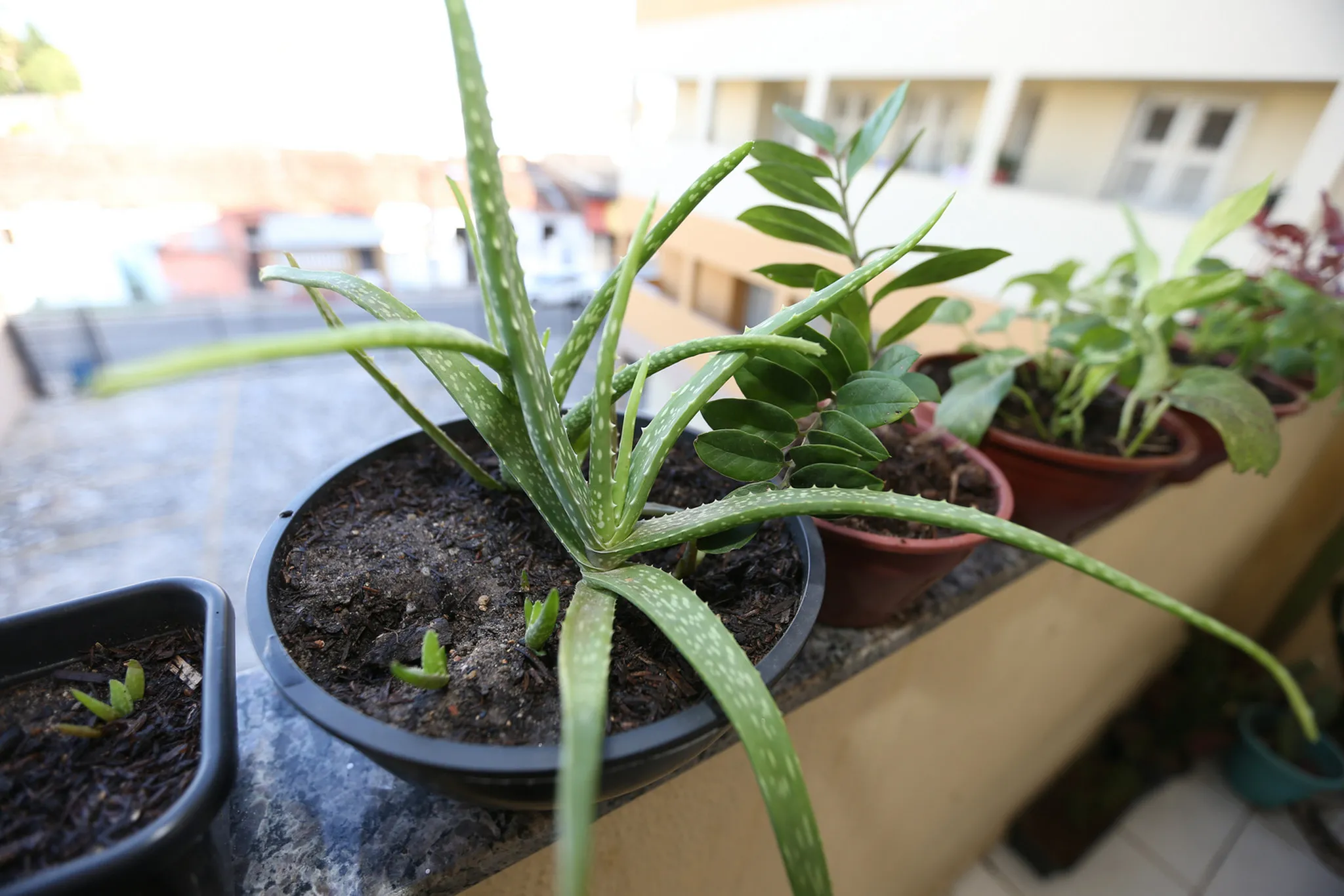 Plantas proporcionam decoração e bem-estar ao ambiente
