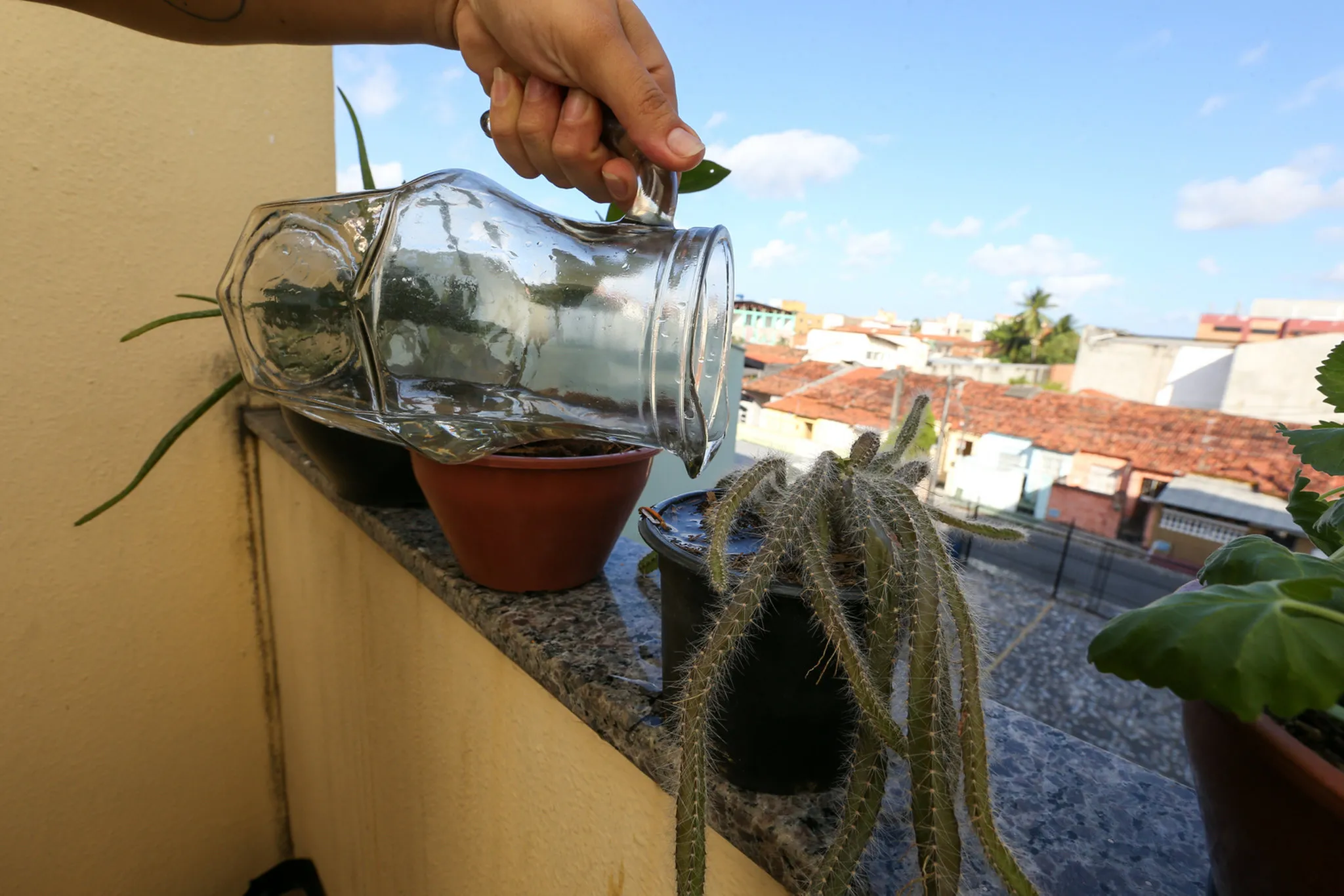 Cada planta tem uma especificidade no que diz respeito à quantidade de água e iluminação