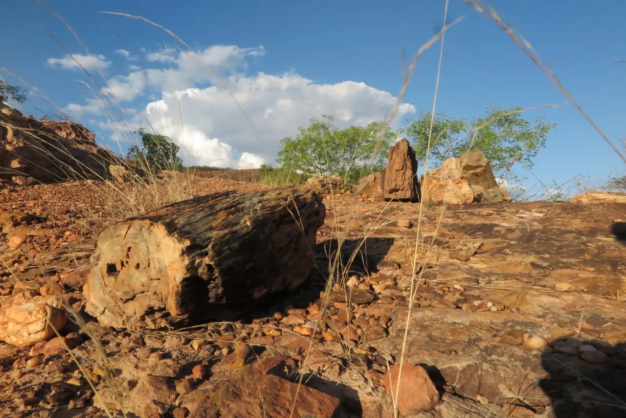 Geossítio Floresta Petrificada, em Missão Velha