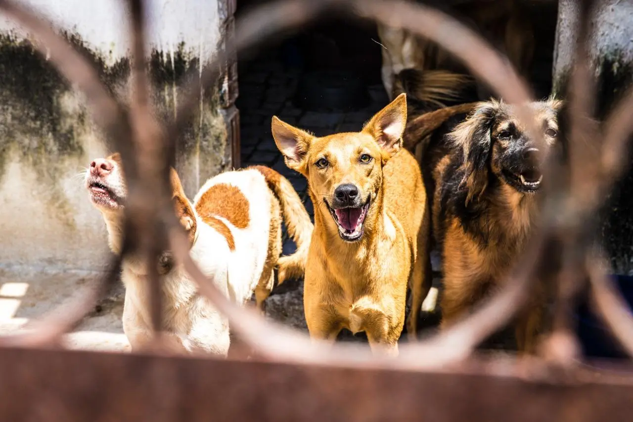 Imagem da notícia: Câmara aprova projeto que proíbe extermínio de cães e gatos por órgãos públicos 
