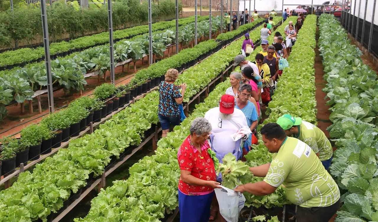 Agricultura urbana