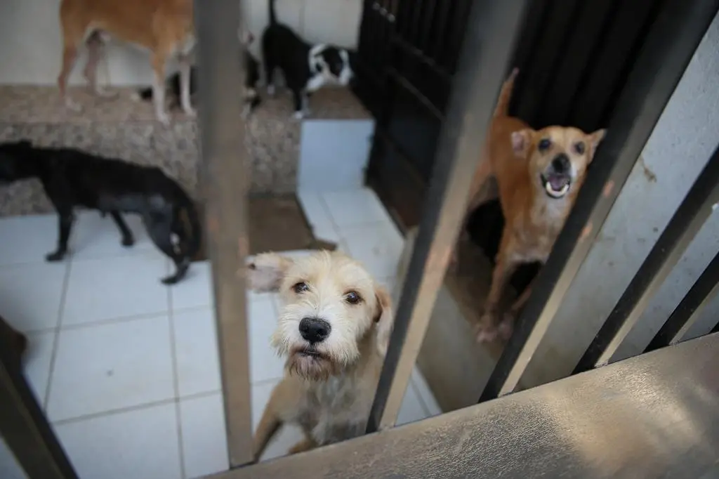 Imagem da notícia: Vereadora propõe tornar lei deveres de tutores de pet em Fortaleza