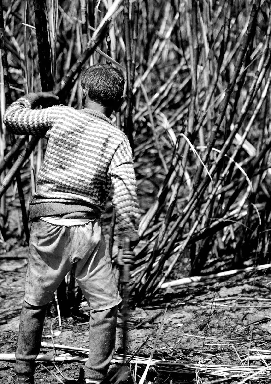 Um dos maiores gargalos no combate ao trabalho infantil, de acordo com a Auditoria de Fiscalização do Trabalho, é esta falta de comunicação entre os órgãos