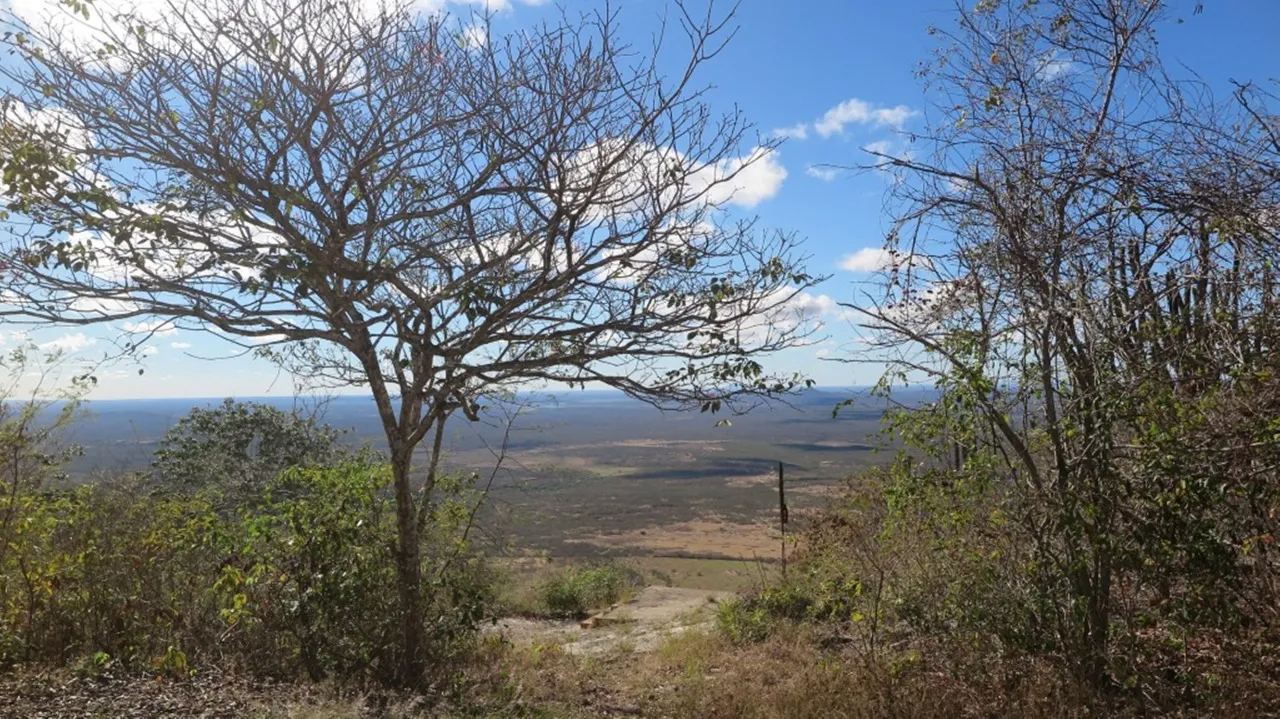 É o Ceará também o estado com maior área desta cobertura. 37,34% dos 5,7 milhões de hectares de formações florestais mapeadas na Caatinga, em 2020, estão em território cearense