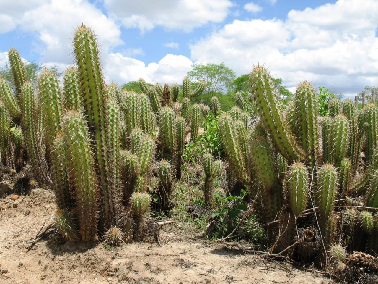 Além de ser uma área de “grande riqueza de animais e plantas”, a caatinga florestada atua como reguladora do clima dentro do bioma