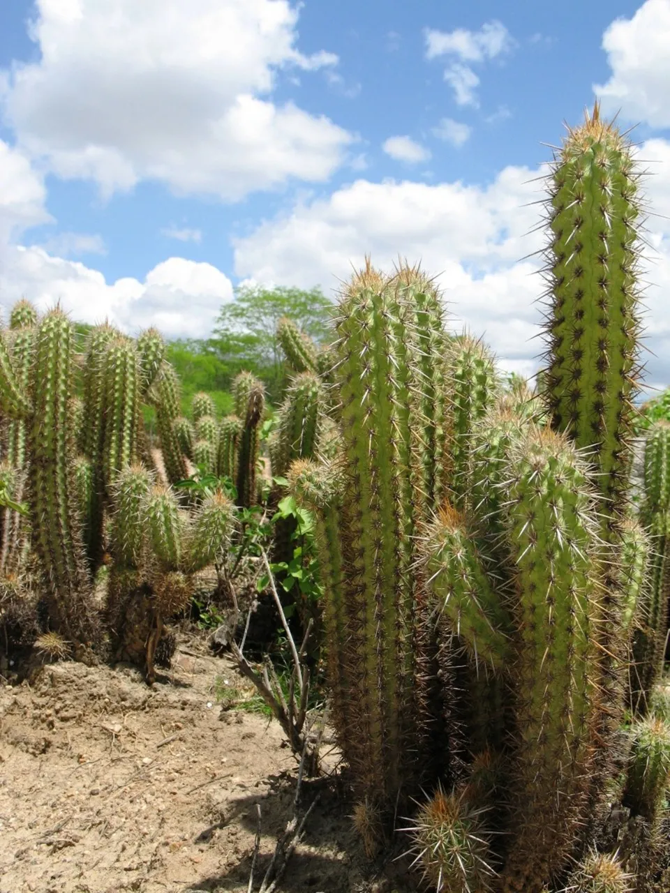 A perda de vegetação primária entre 1985 e 2020 totalizou 15 milhões de hectares, o que representa retração de 26,36%