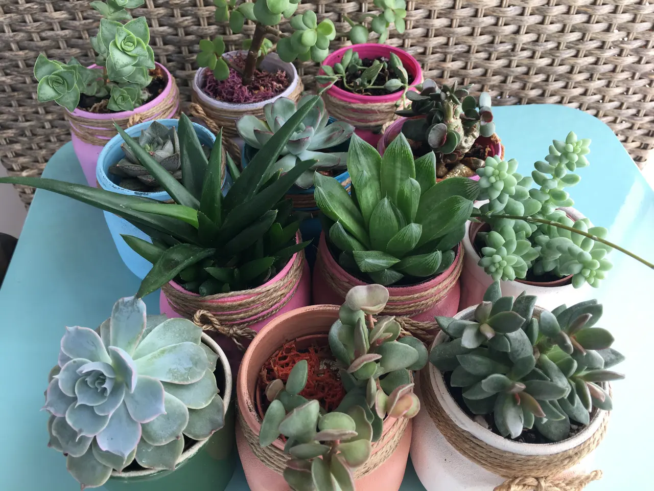 Imagem da notícia: Plantas suculentas: tipos, cuidados e como usar na decoração 