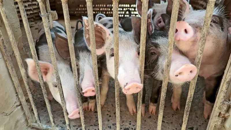 Imagem da notícia: Após confirmação de peste suína, 120 animais serão sacrificados no Interior do Ceará 