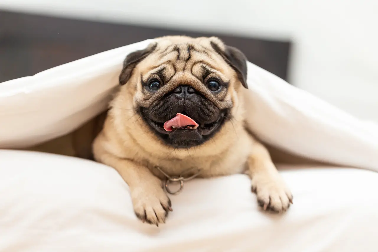 Pug com pelo de cor próxima ao creme, debaixo de uma coberta e de língua para fora