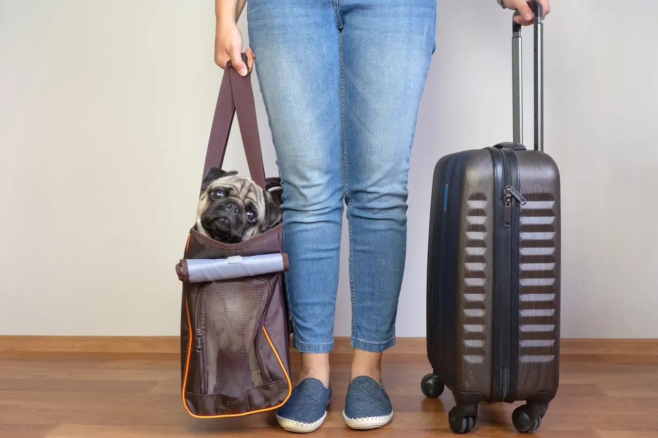Pug dentro de uma sacola, com a tutora ao lado, também segurando a alça de uma mala