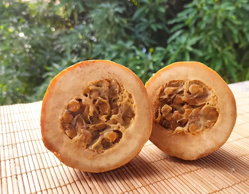 Fruto Jenipapo