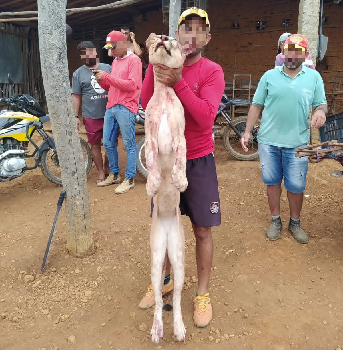 Após receber as imagens, os integrantes da ONG acionaram a BPMA de Juazeiro do Norte repassando fotos, vídeos e informações