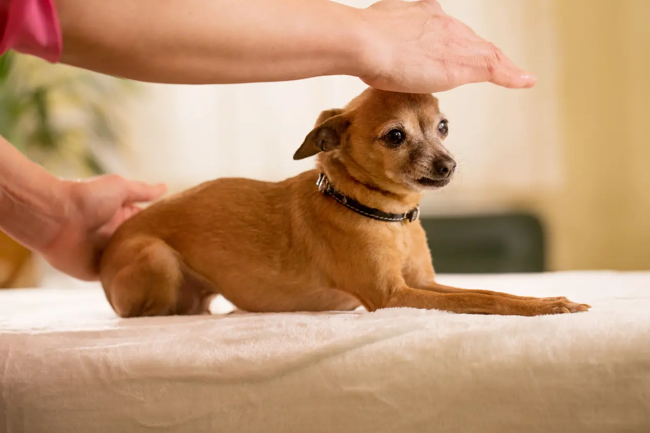 Cãozinho deitado recebendo a aplicação de Reiki, com a imposição de mãos sobre ele