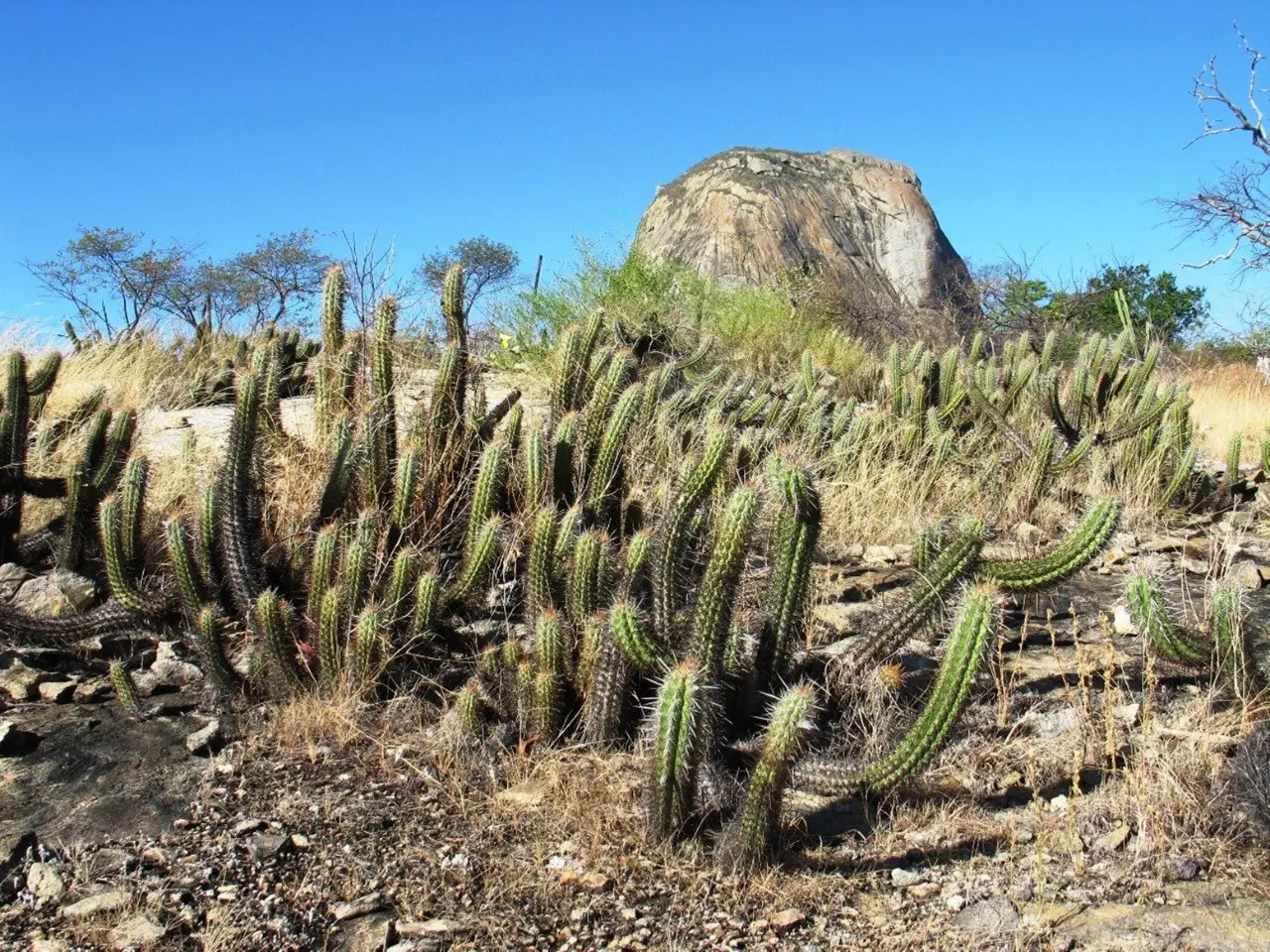 Imagem da notícia: Apenas 2,5% da Caatinga está em área de preservação no Ceará